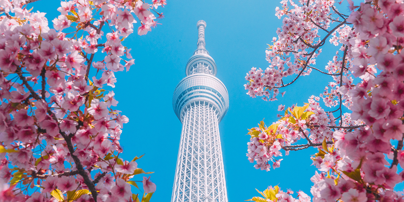 Tokyo Skytree Framed by Blooming Cherry Blossoms